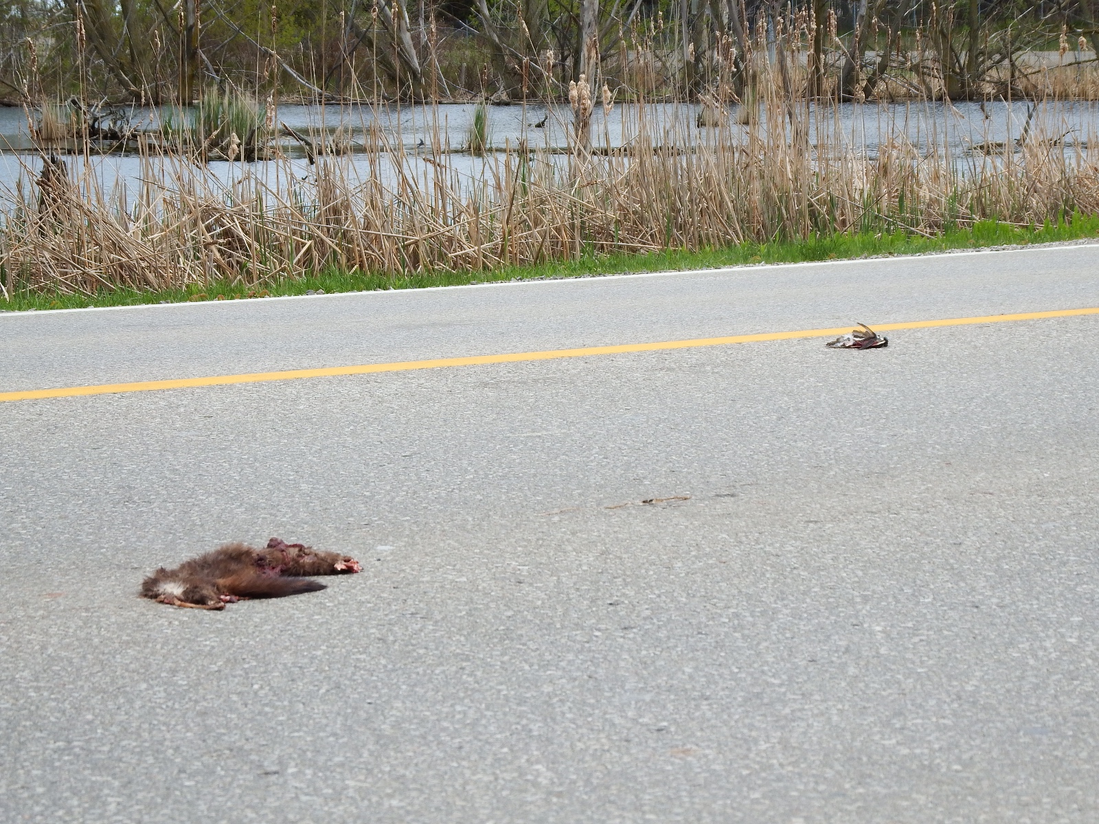 MinkTreeSwallowSWetlandHrtLkRdMay16 14 (1)